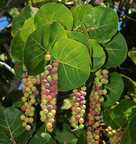 Les raisins de mer sont probablement les fruits les plus méconnus de la Floride. Mais