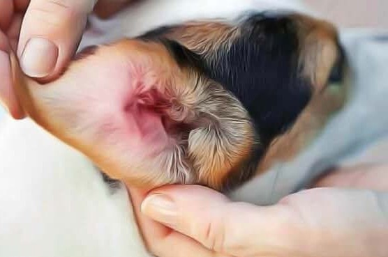 Symptômes et causes des otites chez le chien Symptômes et causes des otites chez le chien