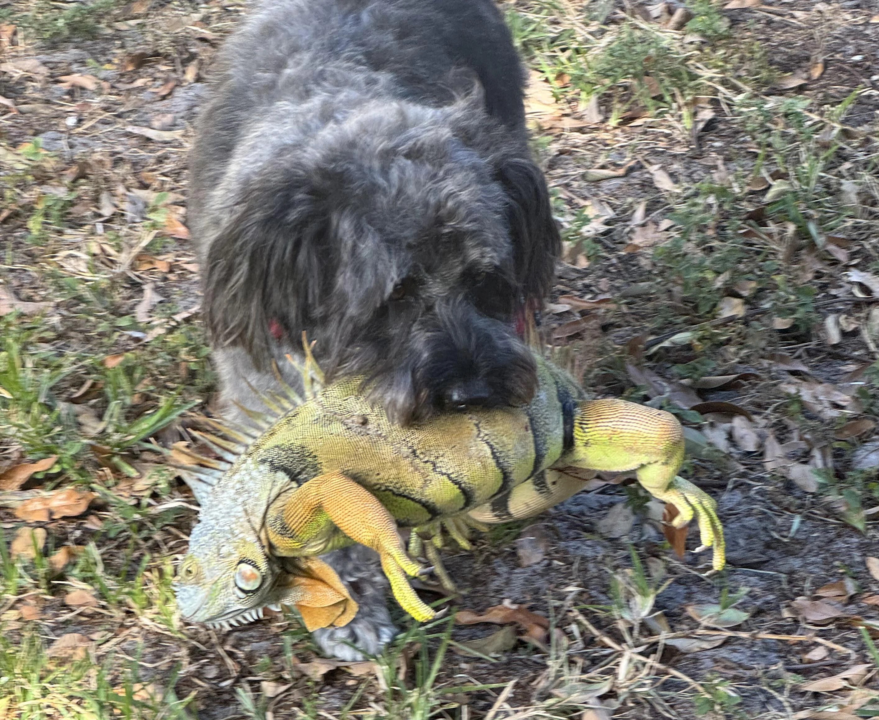En Floride laissez votre animal de compagnie loin des iguanes pour éviter cette contamination mortelle…