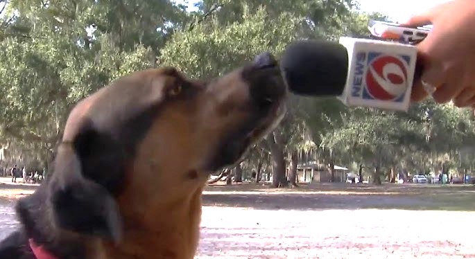 Selon vous est-il légal de laisser votre chien seul à la maison en Floride ?