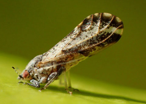 Les agrumes de Floride en crise alors qu'un prédateur envahissant se propage.