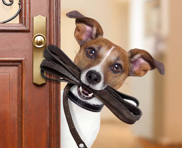 Faut-il tenir son chien en laisse en Floride ? Réponse. Cela dépend et voici pourquoi. Faut-il tenir son chien en laisse en Floride ? Réponse. Cela dépend et voici pourquoi.