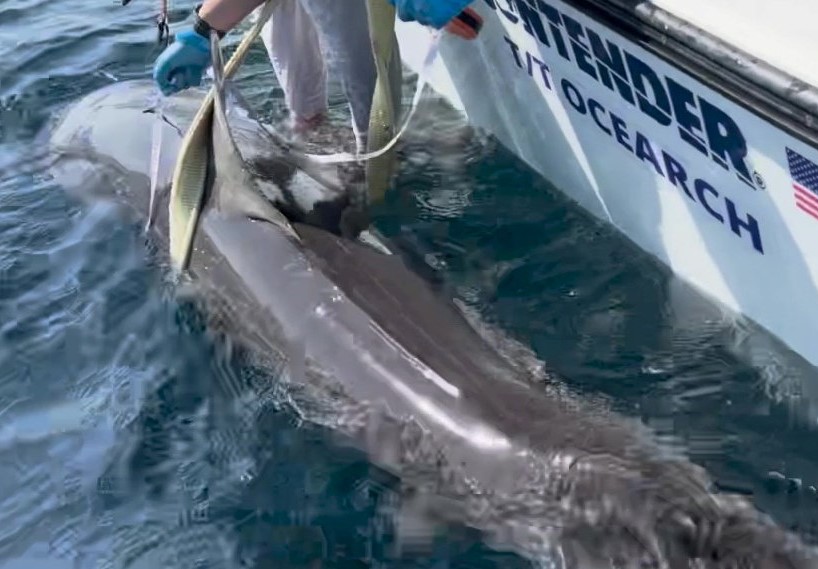 Un requin rare de près de 9 pieds a été aperçu au bon moment seulement à quelques milles de la plage en Floride