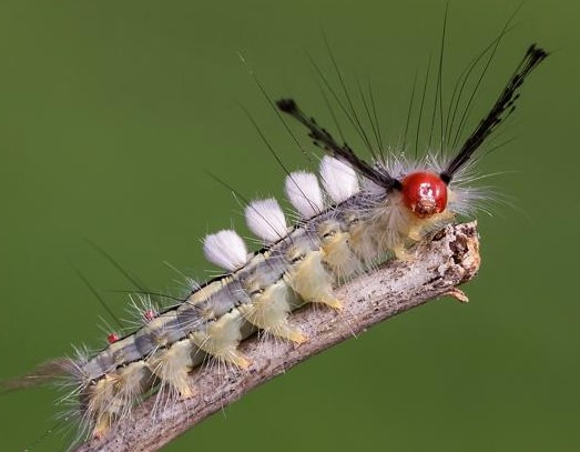 La saison des chenilles duveteuses est arrivée et SVP n’y touchez pas voici pourquoi