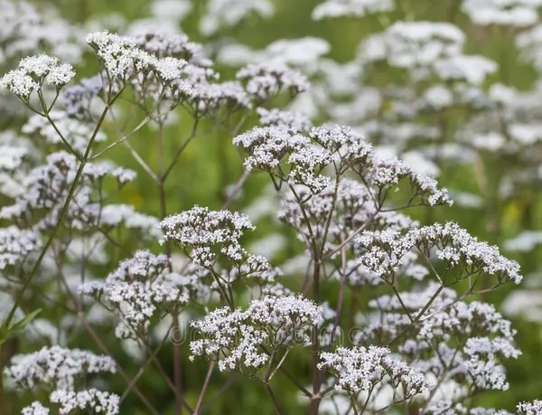 La Floride est le chef-lieu d’une plante ancienne connue sous le nom de « Valium naturel » vous permettant de la cueillir et ensuite de relaxer