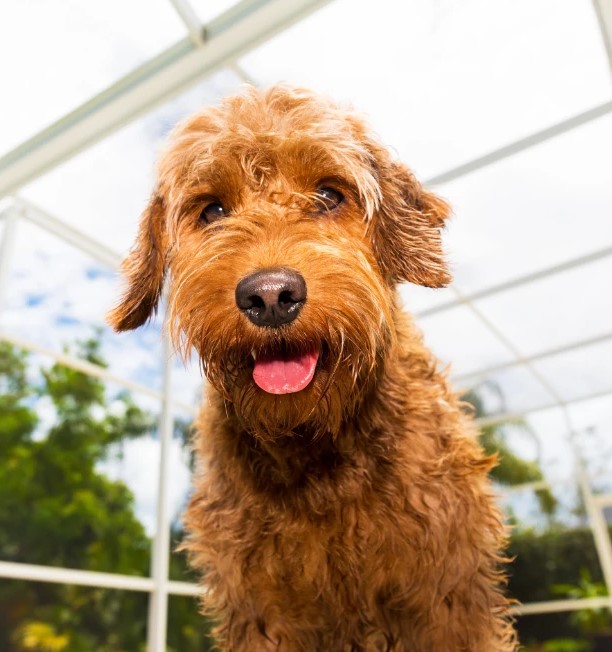 Selon vous est-il légal de laisser votre chien seul à la maison en Floride ?