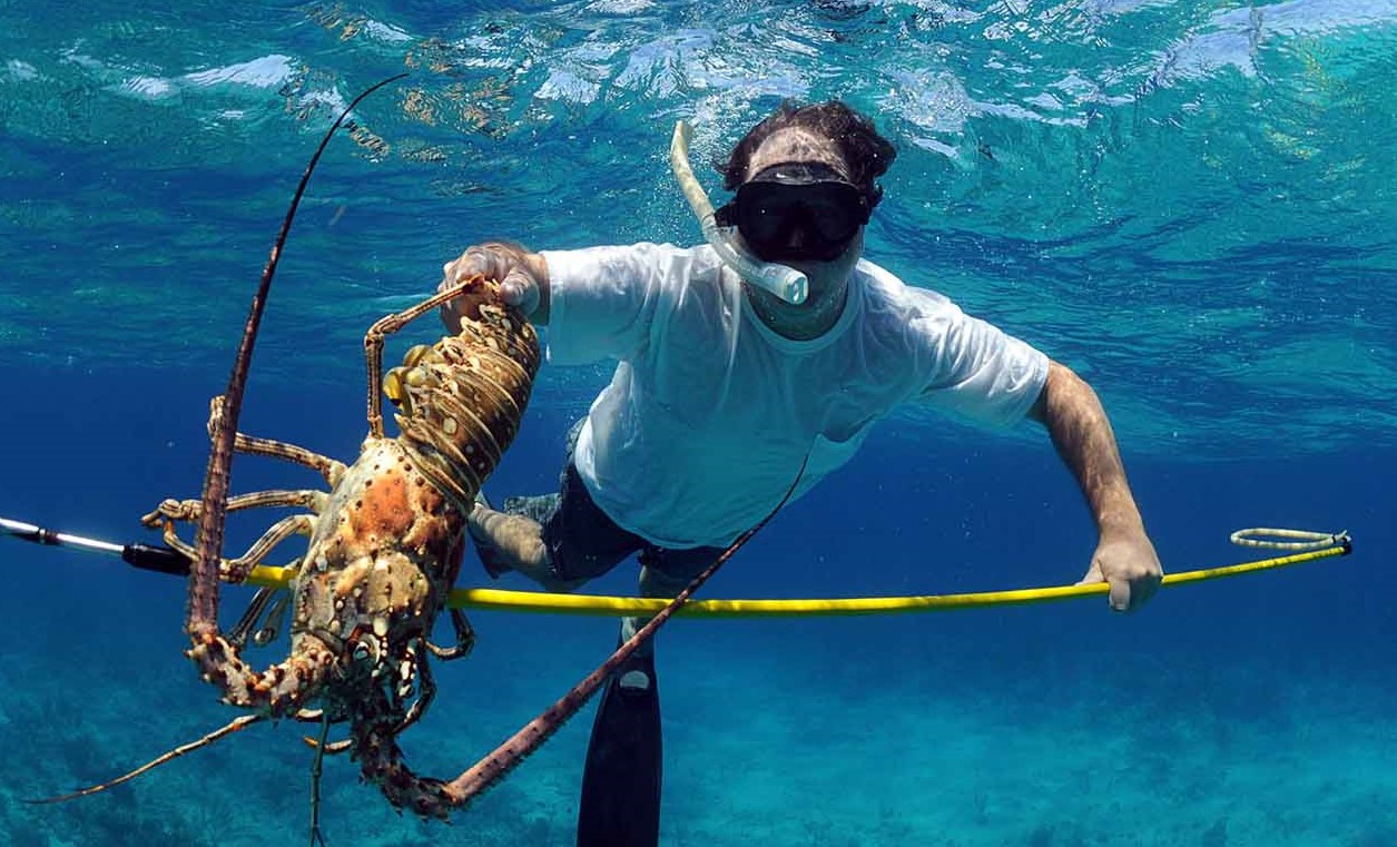 Langouste de Floride de la pêche en apnée au délice de table