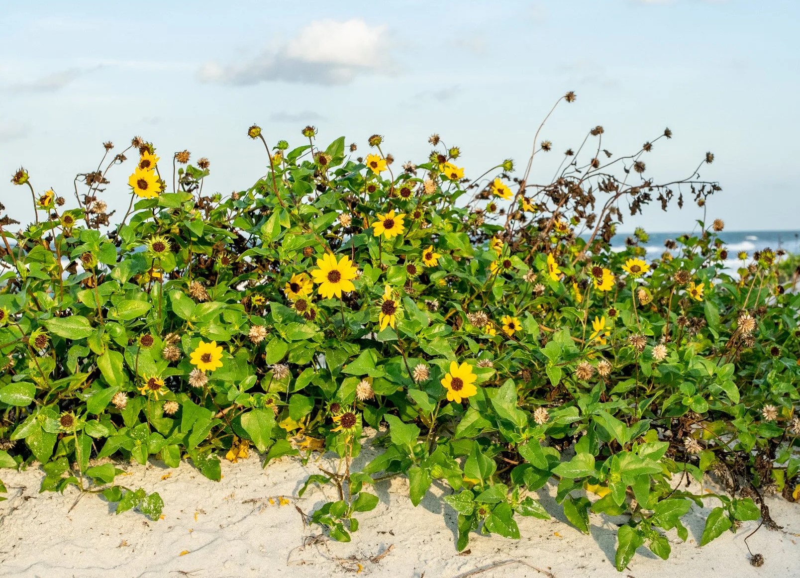 À la découverte des plantes indigènes de Floride : le tournesol des plages.