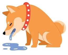 Les vomissements chez le chien