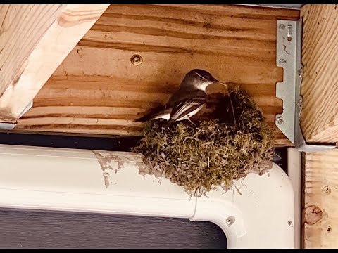 OUI OUI OU NON ? Selon vous est-ce vous pouvez déplacer un nid d'oiseau situé sur votre propriété en Floride ?