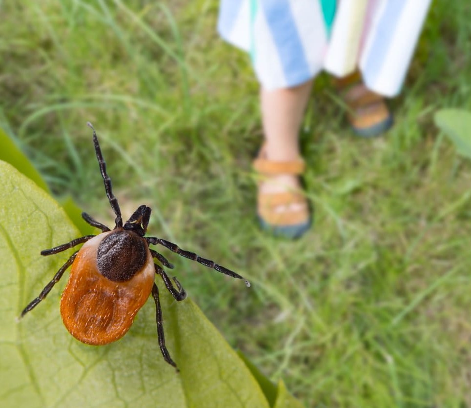 Piqûres de tiques : La Floride est confrontée actuellement à des problèmes sérieux comparables au Québec