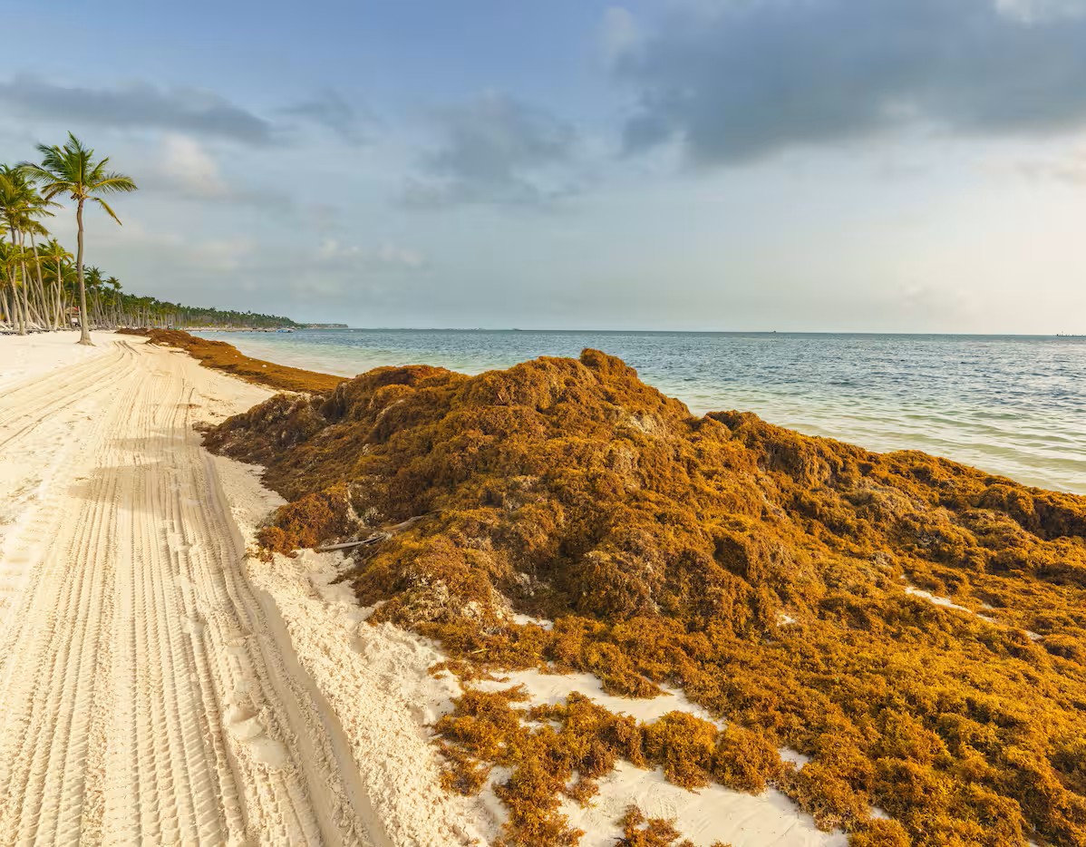 En passe de devenir une catastrophe touristique dans Broward, chaque jour où les sargasses restent, c’est une journée de plage perdue en dollars déplorent les hôteliers et les restaurants côtiers du comté
