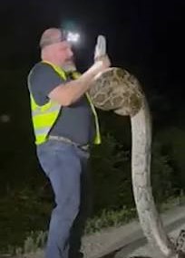 Un homme de Floride a failli être étouffé par la force d’un python birman le trainant dans les marais Un homme de Floride a failli être étouffé par la force d’un python birman le trainant dans les marais