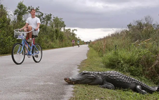 Et les vélos québécois, la Shark Valley vous fait peur ? Mais c’est l’une des plus belles randonnées cyclistes de la Floride selon plusieurs ! Et les vélos québécois, la Shark Valley vous fait peur ? Mais c’est l’une des plus belles randonnées cyclistes de la Floride selon plusieurs !