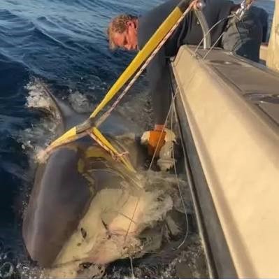 Le plus gros requin blanc JAMAIS observé refait surface dans l’Atlantique et se dirige tout droit vers les plages touristiques canadiennes très fréquentées cet été. Le plus gros requin blanc JAMAIS observé refait surface dans l’Atlantique et se dirige tout droit vers les plages touristiques canadiennes très fréquentées cet été.