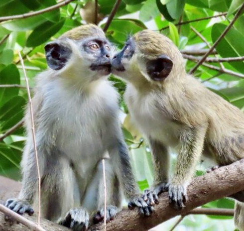 Saviez-vous qu’il y a des petits singes sauvages qui vivent à Dania Beach depuis plus de 80 ans qu’on voit à l’occasion sur une branche ? Voici pourquoi. Saviez-vous qu’il y a des petits singes sauvages qui vivent à Dania Beach depuis plus de 80 ans qu’on voit à l’occasion sur une branche ? Voici pourquoi.
