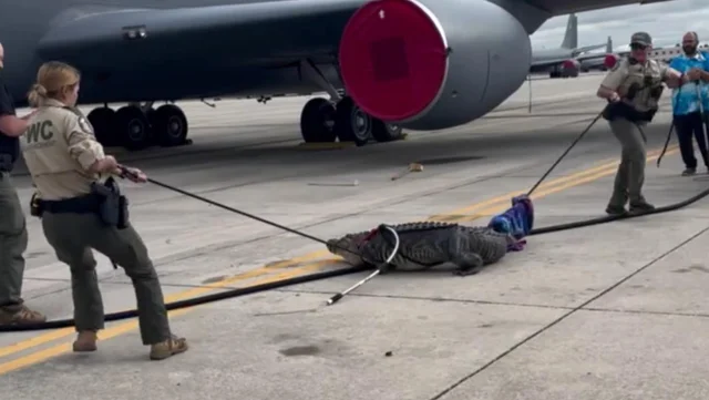 Un alligator voulant jouer les contrôleurs aériens dans un aéroport en Floride cause des retards aux vols de Delta et d'American Airlines. Un alligator voulant jouer les contrôleurs aériens dans un aéroport en Floride cause des retards aux vols de Delta et d'American Airlines.