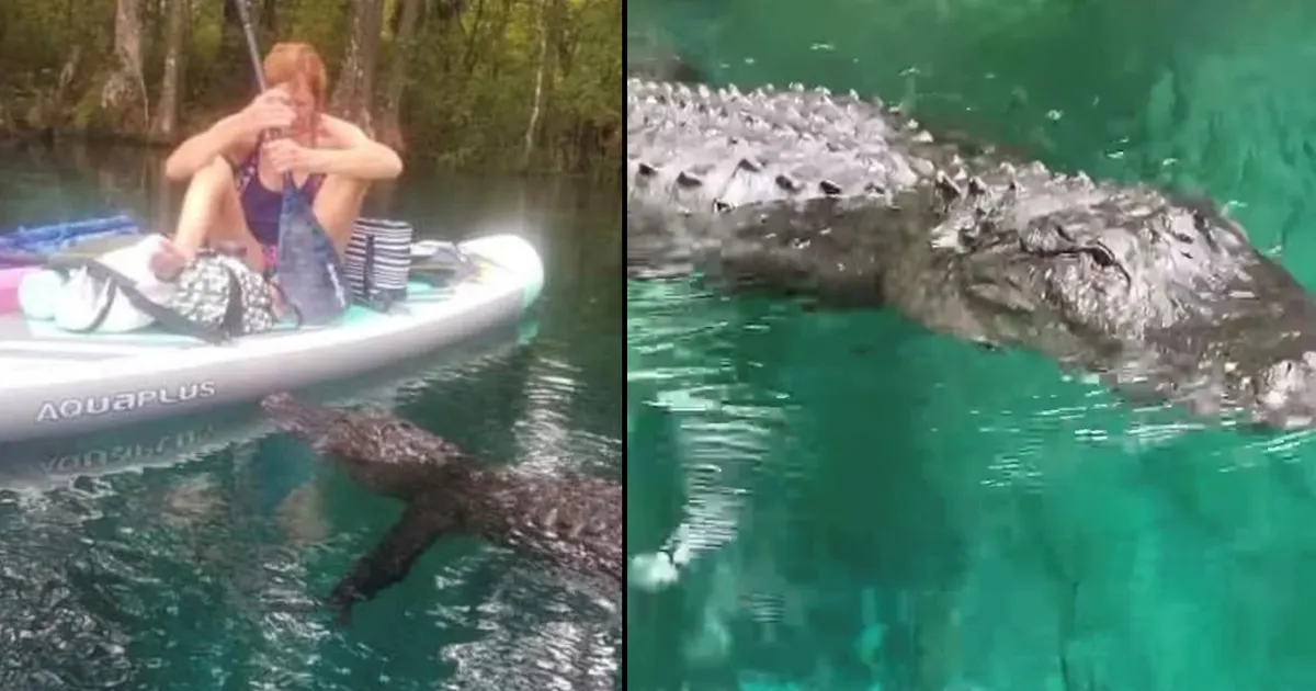 Faire du kayak et de la planche dans les étangs du sud de la Floride devrait être totalement défendu sauf dans les endroits acceptés voici pourquoi Faire du kayak et de la planche dans les étangs du sud de la Floride devrait être totalement défendu sauf dans les endroits acceptés voici pourquoi