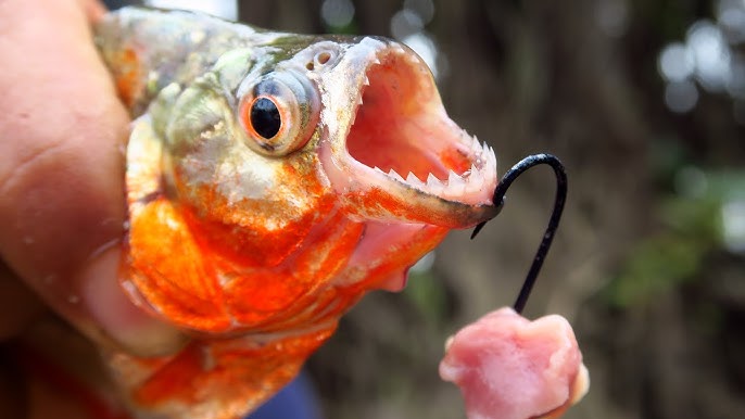 Non la pêche aux piranhas n’est pas pour demain en Floride mais! Non la pêche aux piranhas n’est pas pour demain en Floride mais!