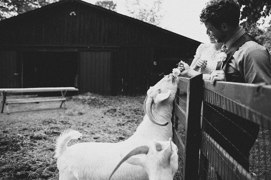 groom-feeding-goat