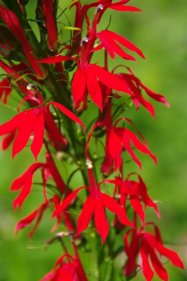WildFlower Art Festival Brodhead Chamber of Commerce