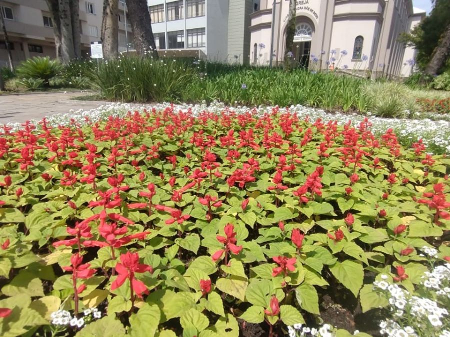 Foto de capa da notícia Secretaria do Meio Ambiente realiza o plantio de 7 mil mudas de flores no município
