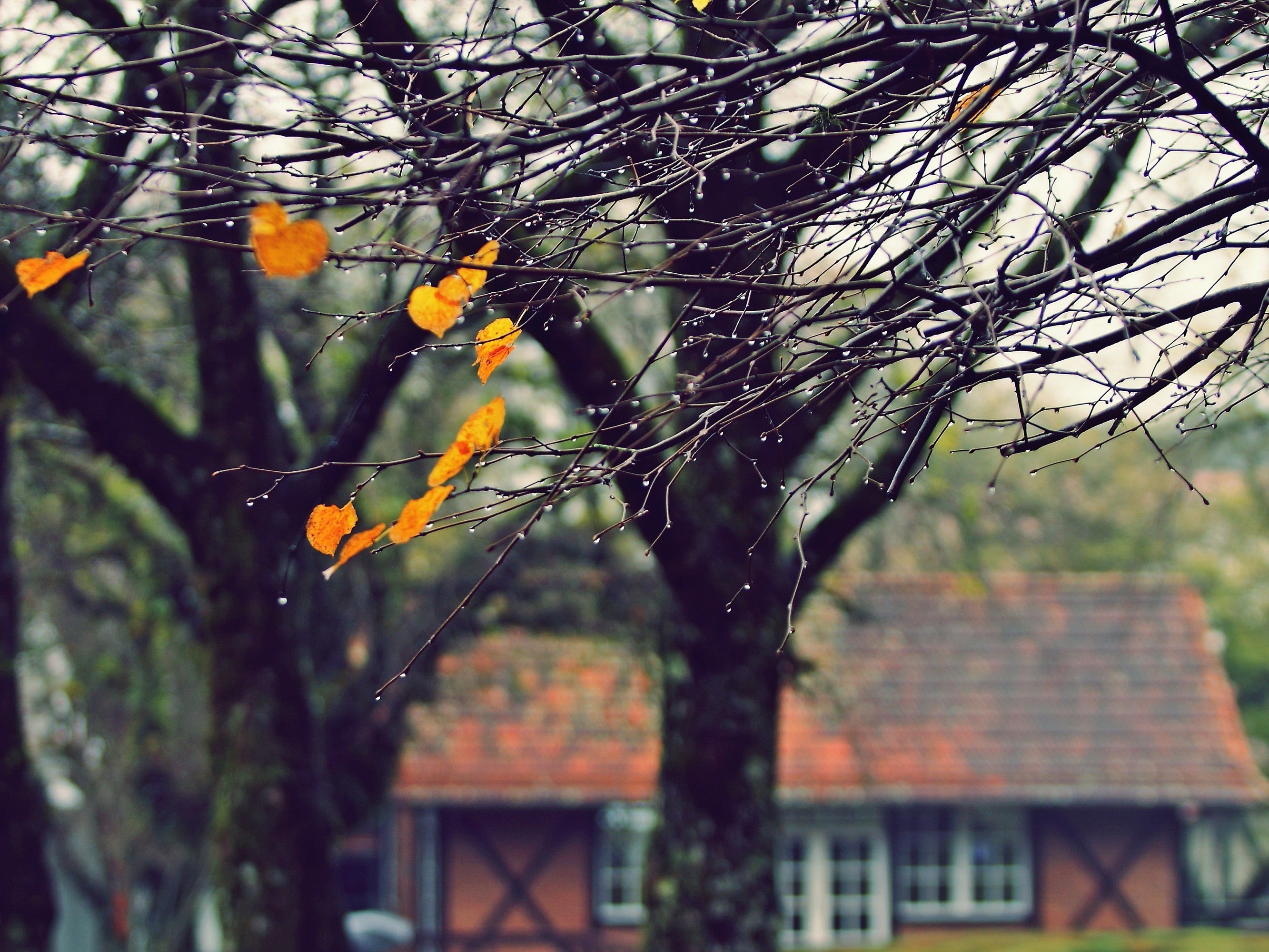 Foto de capa da notícia: 9º Festival da Primavera de Nova Petrópolis contará com três concursos