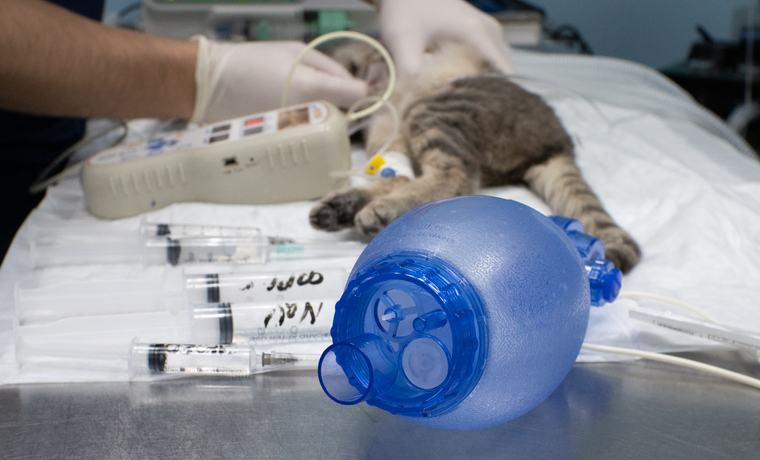 Trauma or Something More? A Veterinary Case Walkthrough With Standards