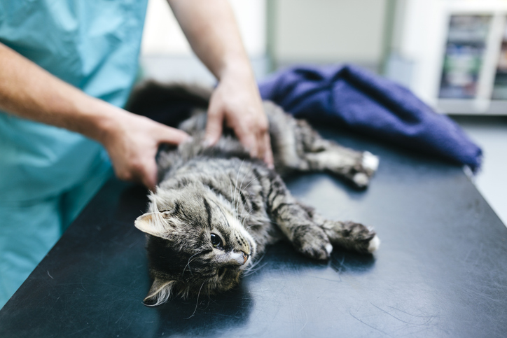 Feline Urethral Obstruction: A Case Walkthrough With Standards