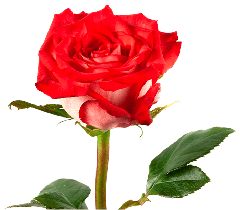 Rosa Roja