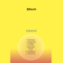 Sound Healing Center – Brain