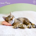 Catnapper_2020