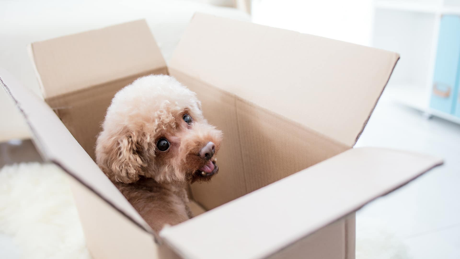 Moving Company Near Me Abbotsford Moving Company