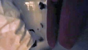 Disinfecting Companies Downey Ca