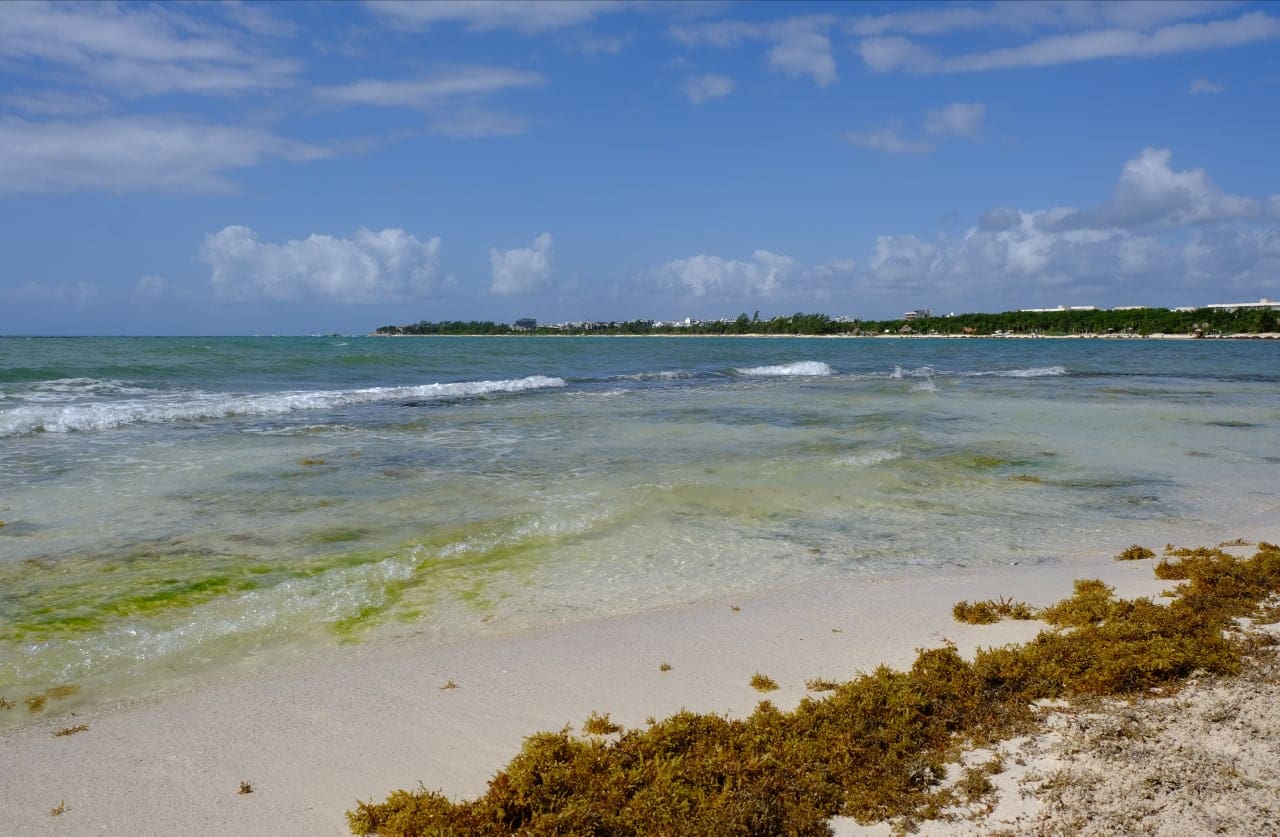 Toman medidas para atender primer arribazón de sargazo