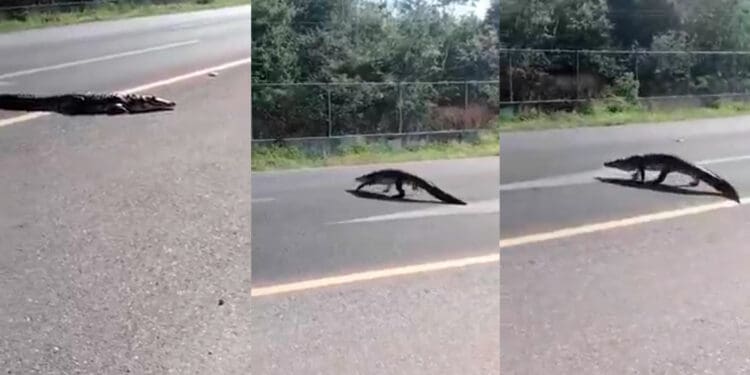 Captan a cocodrilo en medio de la carretera de Chetumal
