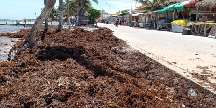 Denuncian abandono de autoridades en el combate del arribo de sargazo en Mahahual