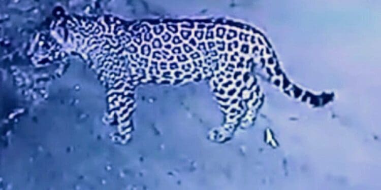 Invasión de hábitat y sequía deriva en avistamiento de fauna salvaje