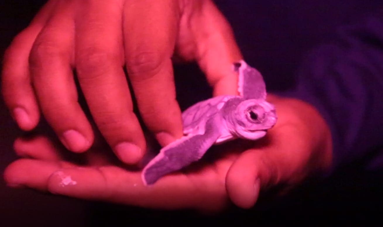 Alista gobierno de Benito Juárez programa de protección a las tortugas marinas 2022