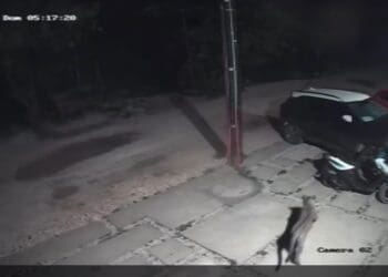 Capta video a jaguar en zona urbana de Tulum￼