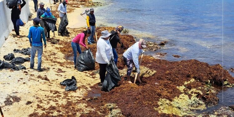 Llega a Cozumel más sargazo del previsto, admite Zofemat