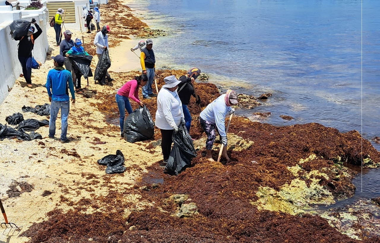 Llega a Cozumel más sargazo del previsto, admite Zofemat