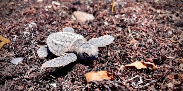 Fallecen tortugas marinas por sargazo