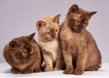 Anuncian nueva campaña de esterilización de mascotas en Cancún para inicios de marzo