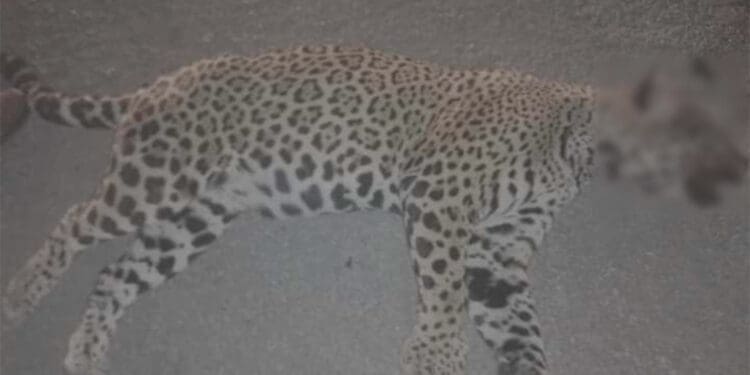Atropellan a jaguar en la carretera federal 307, a la altura del hotel Nickelodeon