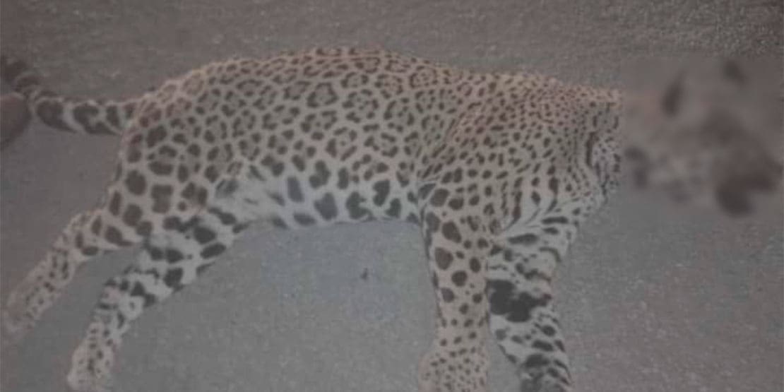 Atropellan a jaguar en la carretera federal 307, a la altura del hotel Nickelodeon