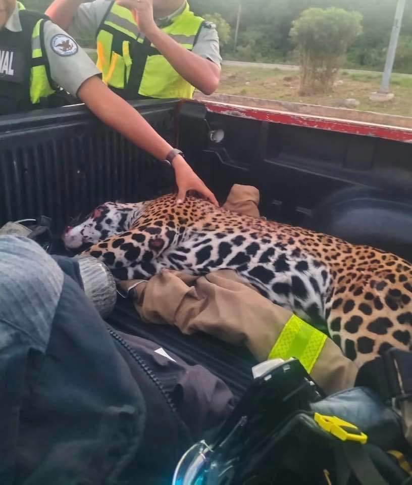 Estaba embarazada, jaguar hembra atropellada ayer en Playa del Carmen