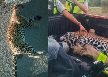 Jaguar atropellada en Playa del Carmen, iba a dar a luz en dos días