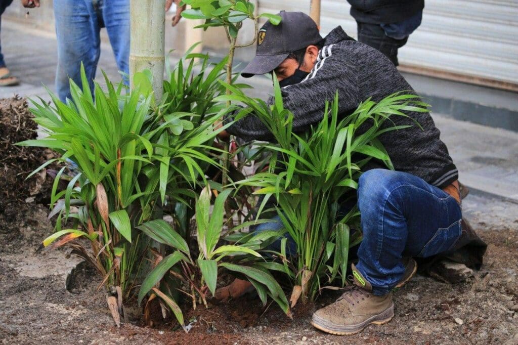 Embellecen la ciudad con plantas nativas