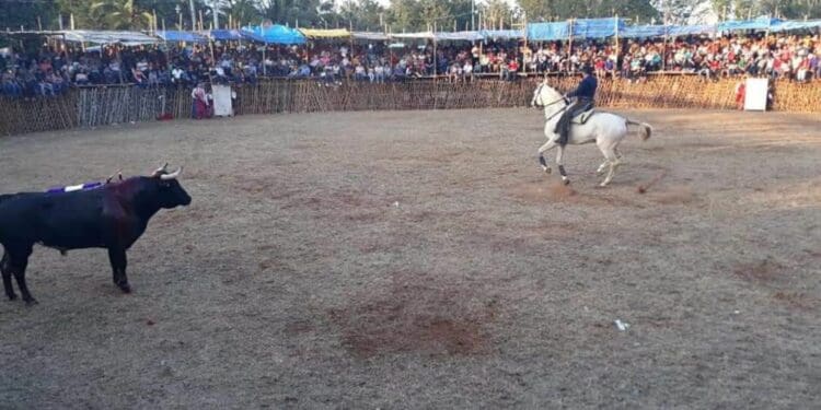 Denuncian intento por revocar la prohibición de espectáculos con animales en Quintana Roo